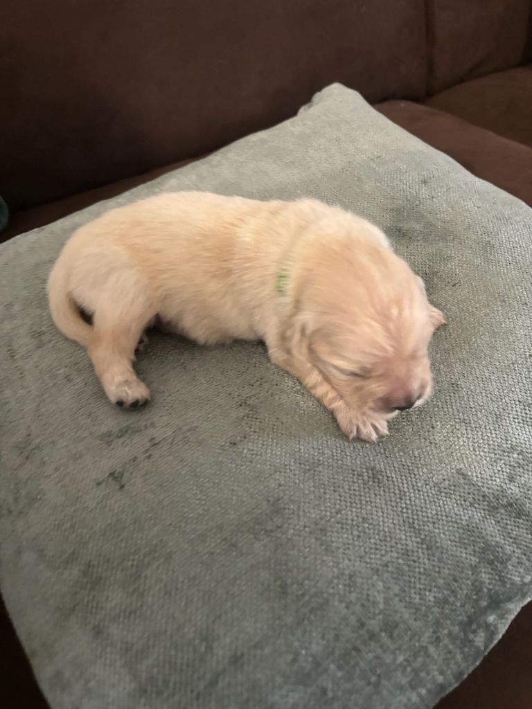 Orphée Et Compagnie - Chiot disponible  - Golden Retriever