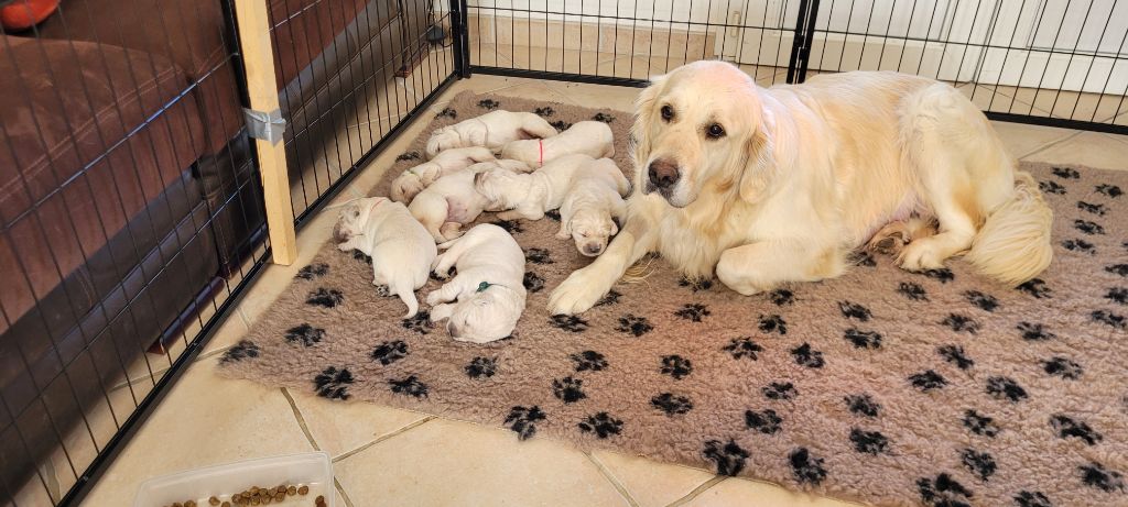 chiot Golden Retriever Orphée Et Compagnie