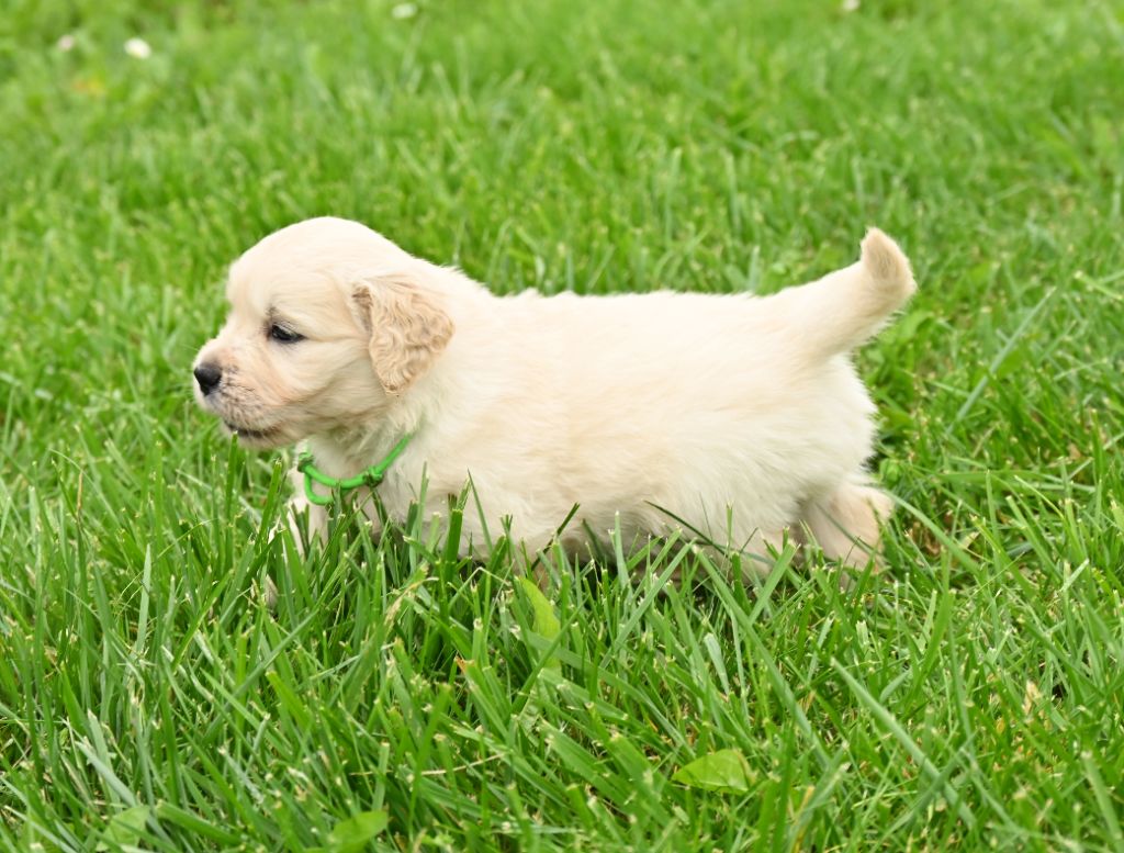 Orphée Et Compagnie - Chiot disponible  - Golden Retriever