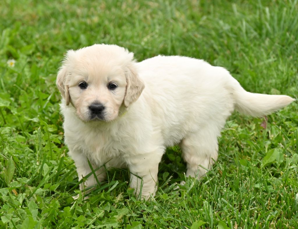 Orphée Et Compagnie - Chiot disponible  - Golden Retriever