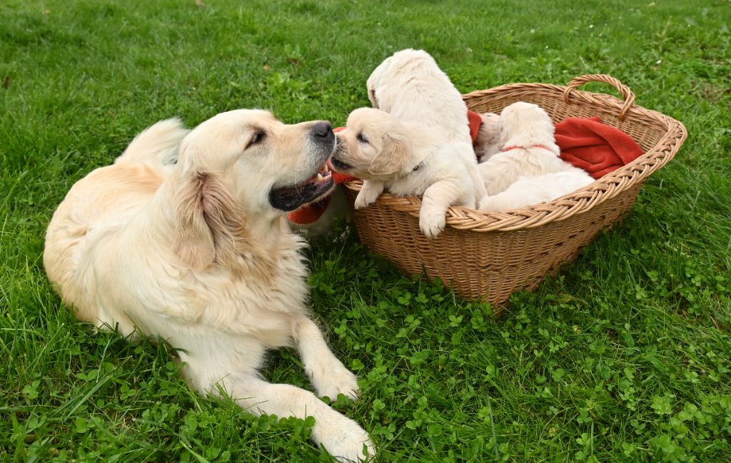 chiot Golden Retriever Orphée Et Compagnie